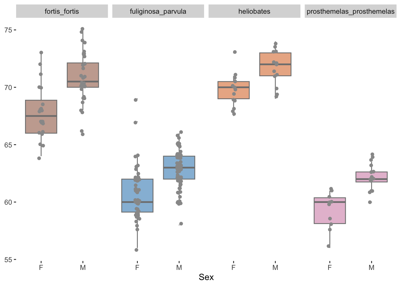Boxplots of wing lengths by sex for 4 different species with jittered dotplots drawn on top. Species colours are the same as used earlier. There are not enough specimens of \textit{Fortis-platyrhyncha} for the species to be included.