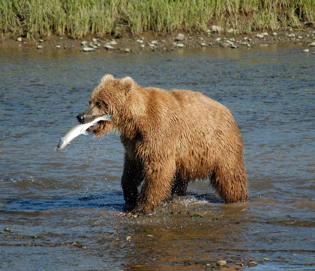 In werkelijkheid is dit geen panda. Die vis ook niet. Foto van Carl Chapman from Phoenix, usa, CC BY 2.0, Wikipedia