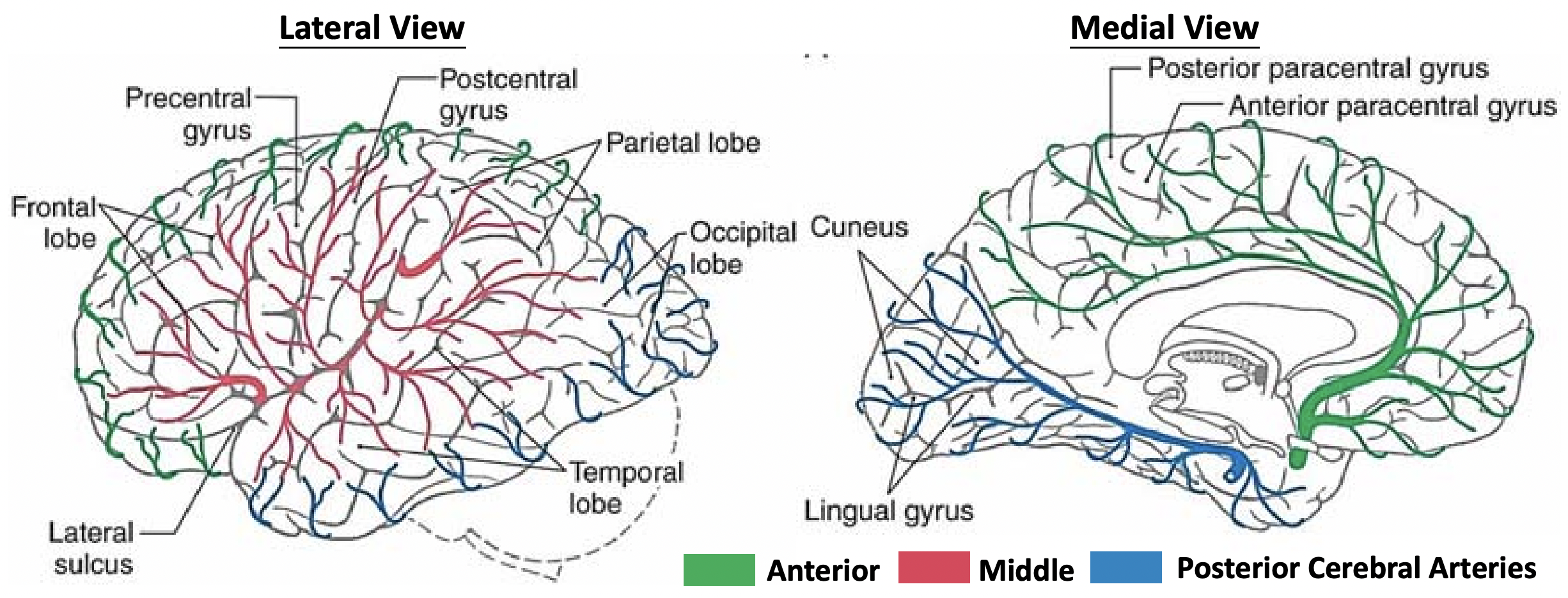 Vasculature of cerebrum.