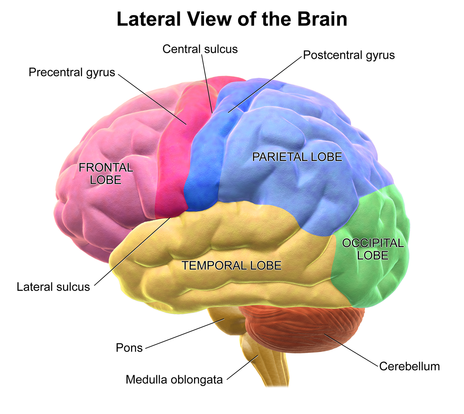 Lateral view of lobes. 圖源:維基百科。