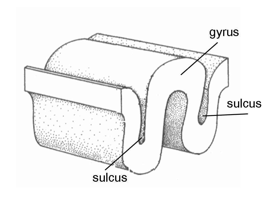 Gyrus (gyri) 與 sulcus (sulci)。圖源:維基百科。