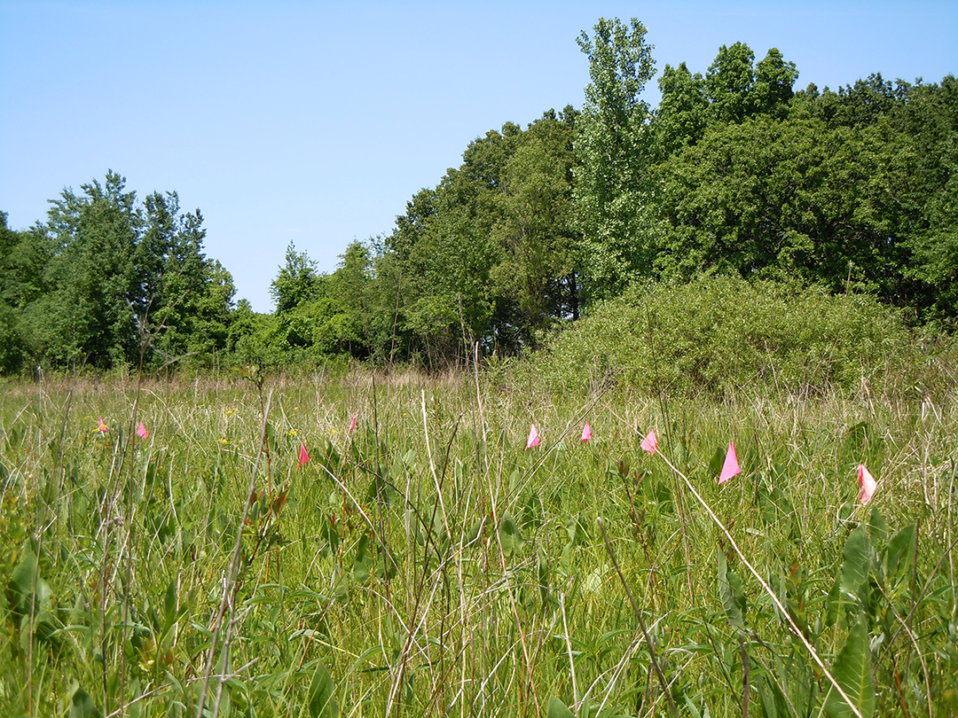 Field work in the Cypripedium candidum habitat yielding the demographic data included with package lefko3. Photo courtesy of R. Shefferson