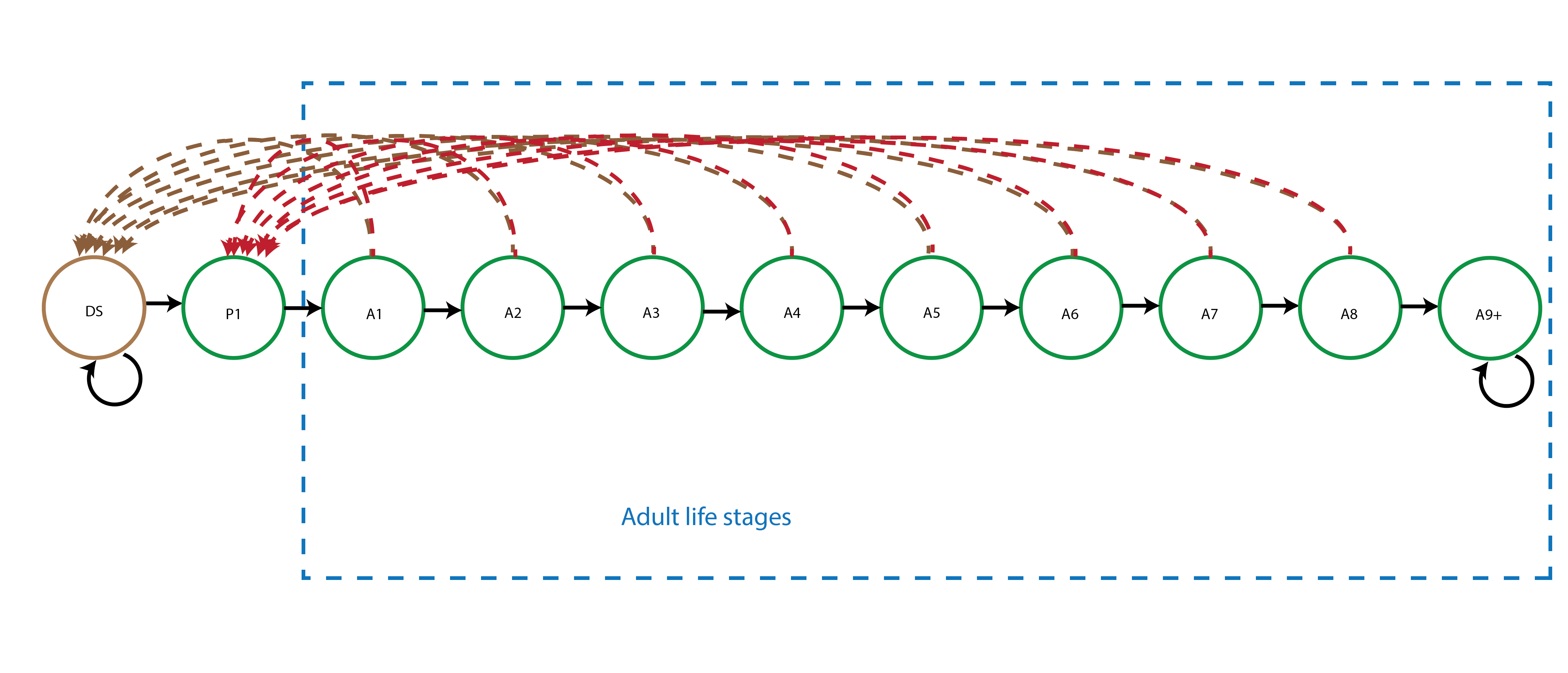Hybrid age-based model for Cypripedium candidum including a dormant seed stage