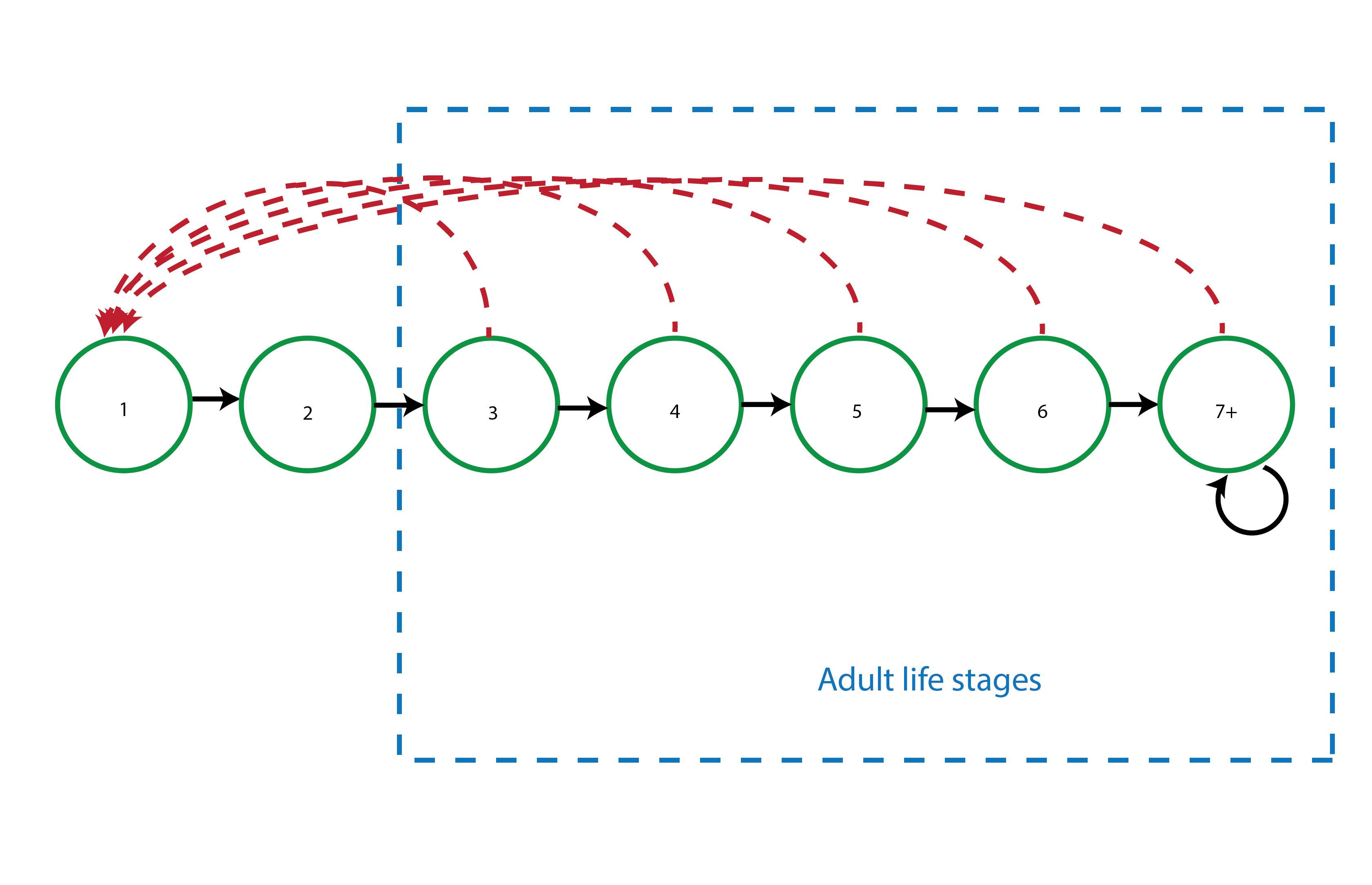 Age-based model for Cypripedium candidum