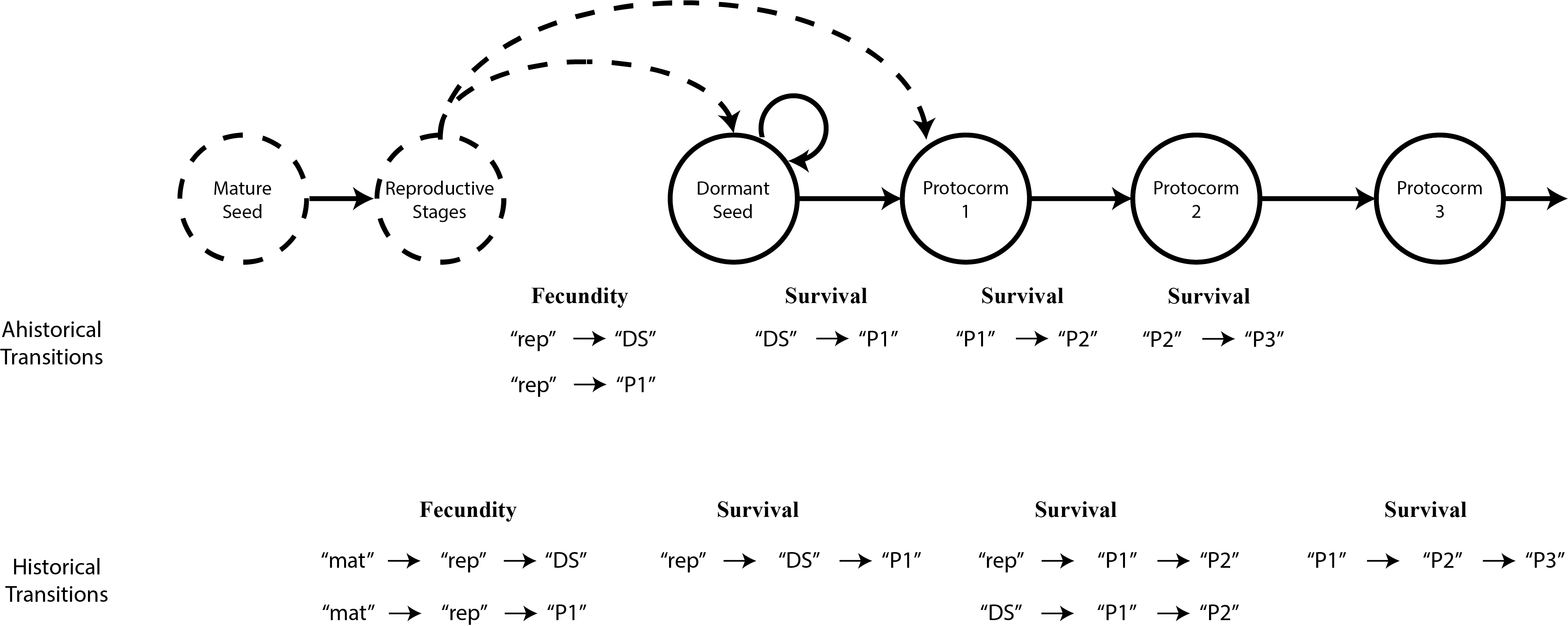 The fecundity transition and directly related survival transitions in both ahistorical and historical format