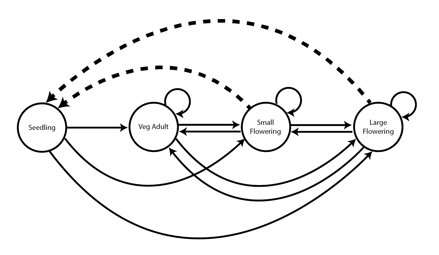 Life history model of Anthyllis vulneraria. Solid arrows indicate survival transitions while dashed arrows indicate fecundity transitions.