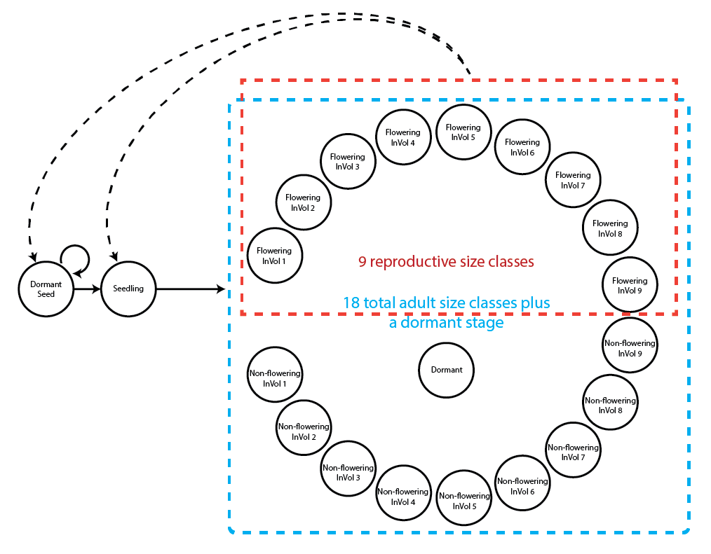Complex life history model of Lathyrus vernus using log leaf volume as the size classification metric