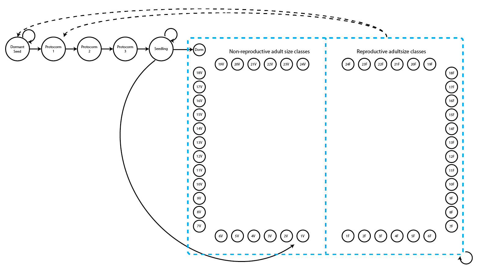 Model 2. Complex stage-based model for Cypripedium candidum