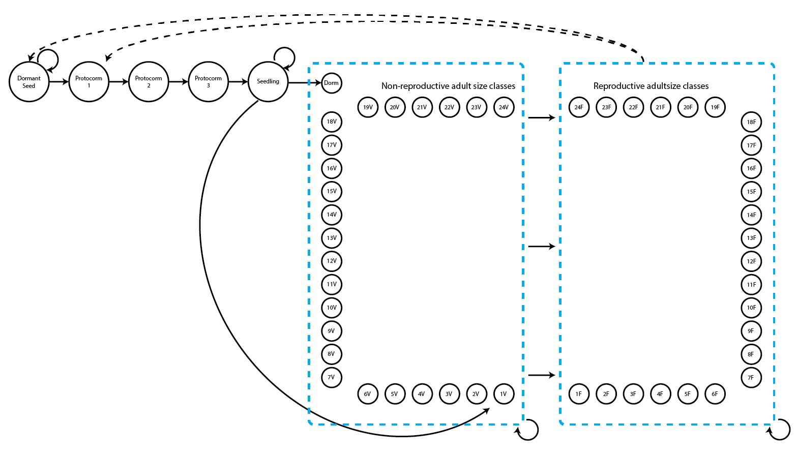 Imaginary life history model based on Cypripedium candidum, with permanent transitions from non-reproductive to reproductive adult stages
