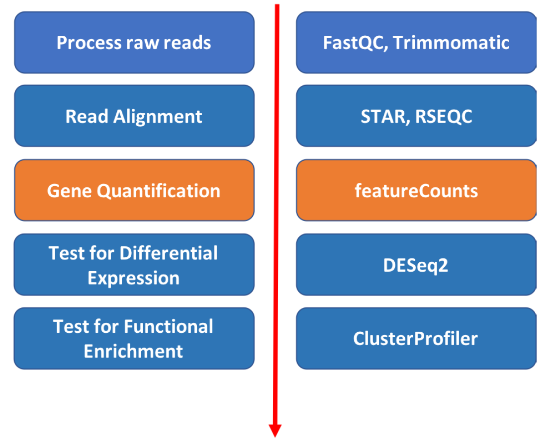 **Counting reads: featureCounts**