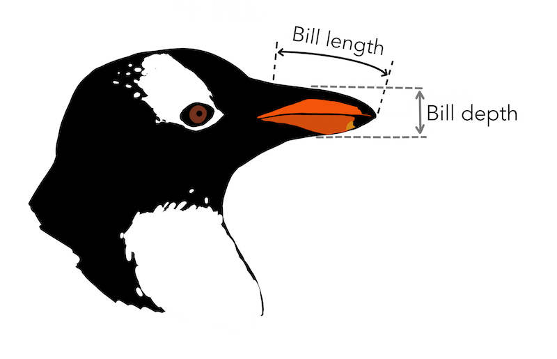 Bill length and depth marked on an illustration of a penguin head. Bill length and depth marked on an illustration of a penguin head.