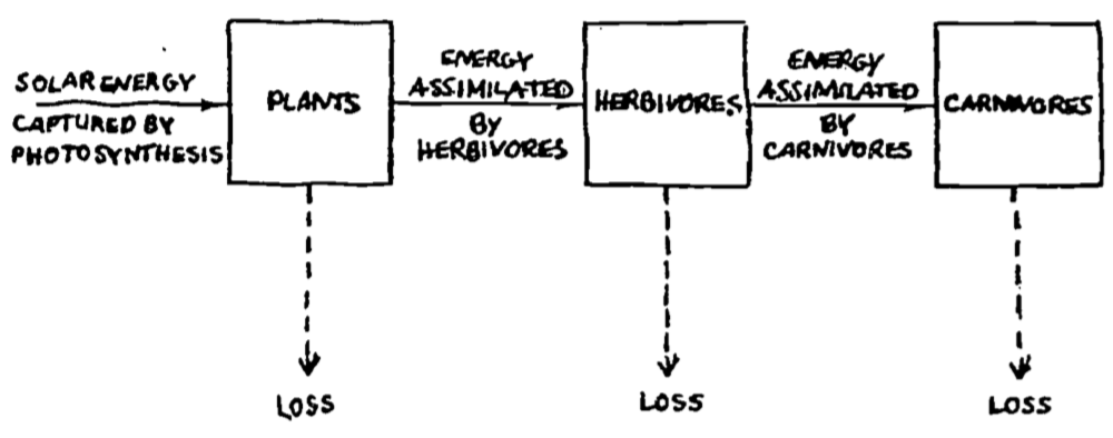 Lindeman's (1941) analysis of energy flow in the Cedar Bog Lake ecosystem. From Williams, R. B. 1971. P. 546.