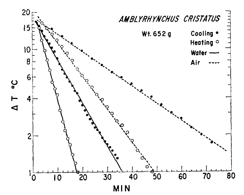 Heating and cooling rates of the Galgpagos marine iguana (*Amblyrhynchus cristatus*) in water and air. $\Delta T$ is the difference between body and ambient temperatures ($T_a$). During heating $T_a = 40^{\circ}C$; during cooling $T_a=20^{\circ}C$. (From-G.A. Bartholomew and R.C. Lasiewski, 1965, Comp. Biochem. Phsio14-16173-582.)