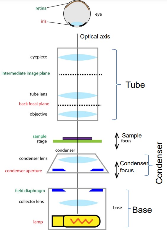 Schematic of a Compound Microscope