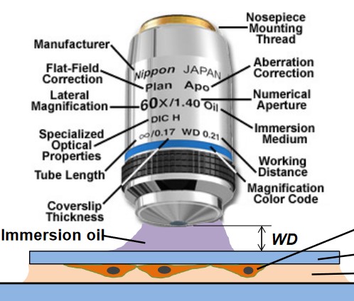 Parts of an Objective Lens Close Up