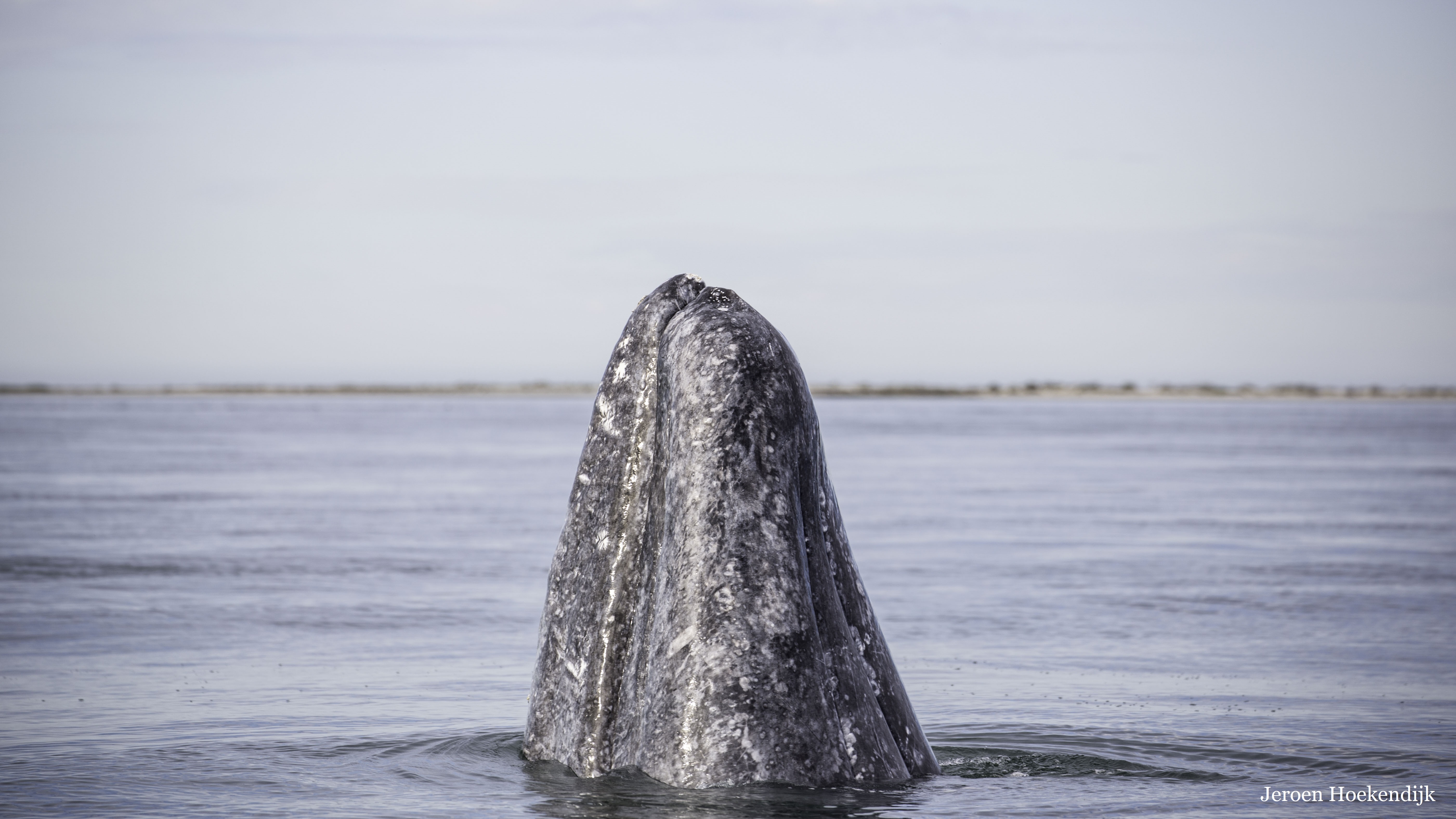 Gray whales (Eschrichtius robustus) currently only reside in the Pacific Ocean, but used to live in the Atlantic. Their population became locally extinct in the Atlantic Ocean in the early 18th century, at least partly due to commercial whaling. Apart from the historic risks imposed by whaling, the Atlantic likely remains suitable habitat for gray whales (Monsarrat et al., 2015). Photo: Jeroen Hoekendijk.