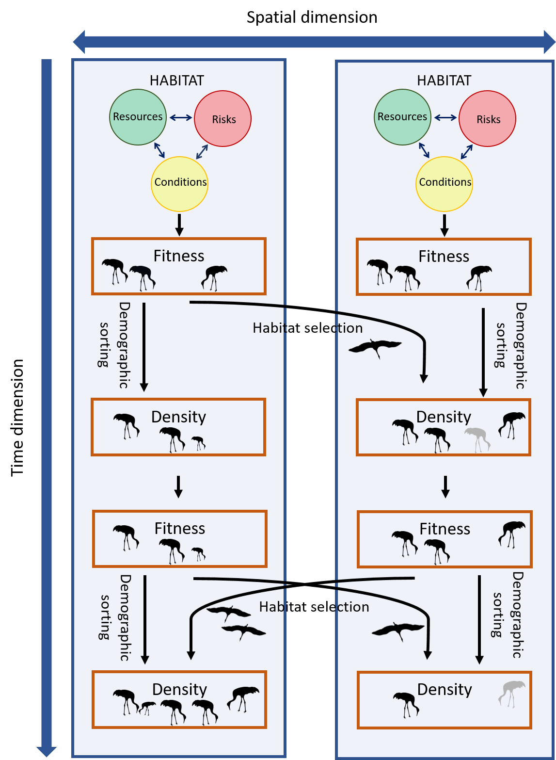 Fitness is the evolutionary currency determining an individual’s ability to transfer its genes to future generations. Individuals may be able to improve their fitness via plastic adaptations in physiology or behavior, for example by relocating and selecting more suitable habitats elsewhere. However, eventually they will have to face the demographic consequences of the environment they are exposed to. Their vital rates; births (depicted by small juvenile cranes) and deaths (depicted by gray cranes), will vary between habitats, and together with the redistribution of individuals, this demographic sorting will drive the spatial distribution and abundance of species.