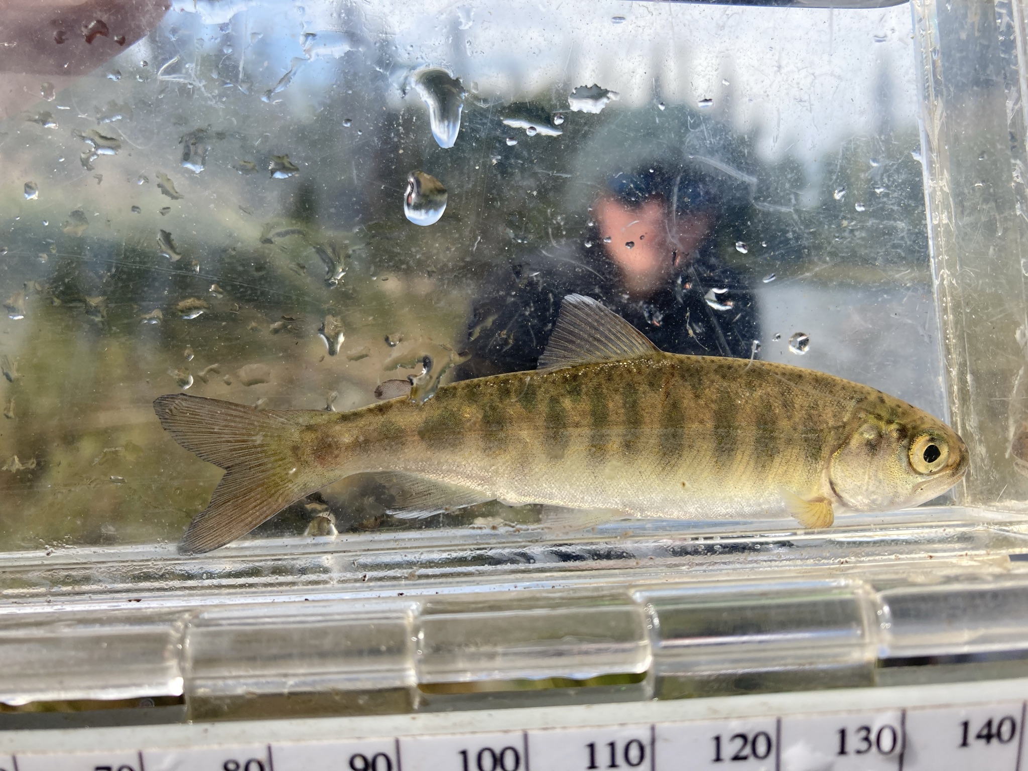 Juvenile Coho Salmon