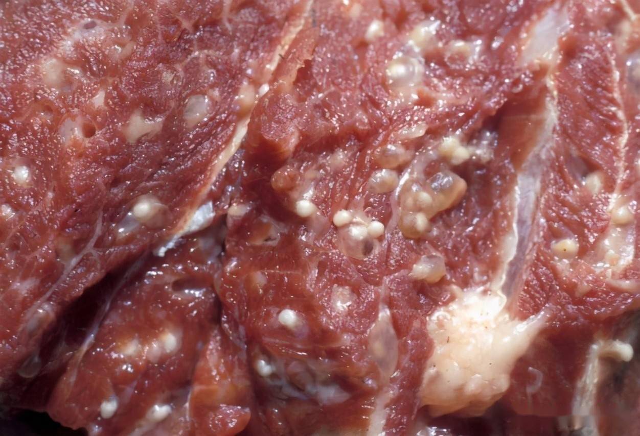 猪肉中带绦虫的幼虫(米猪肉)