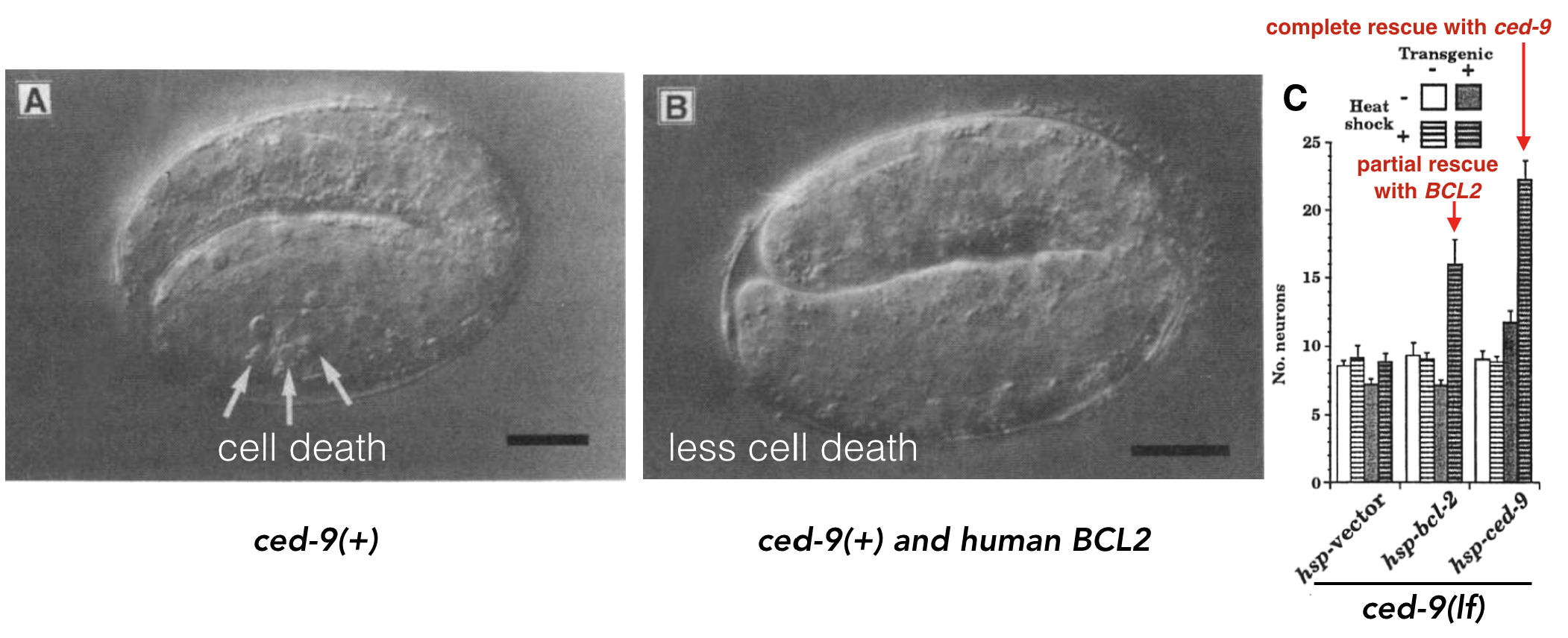 A) Normal worm development includes a certain amount of programmed cell death. B) When human *BCL2* is expressed in worm embryos, less cell death is observed (Vaux et al. 1992). *+* indicates, wildtype allele. C) Data demonstrating that human *BCL2* is able to partially rescue the *ced-9* loss-of-function mutant phenotype (Hengartner and Horvitz, 1994).