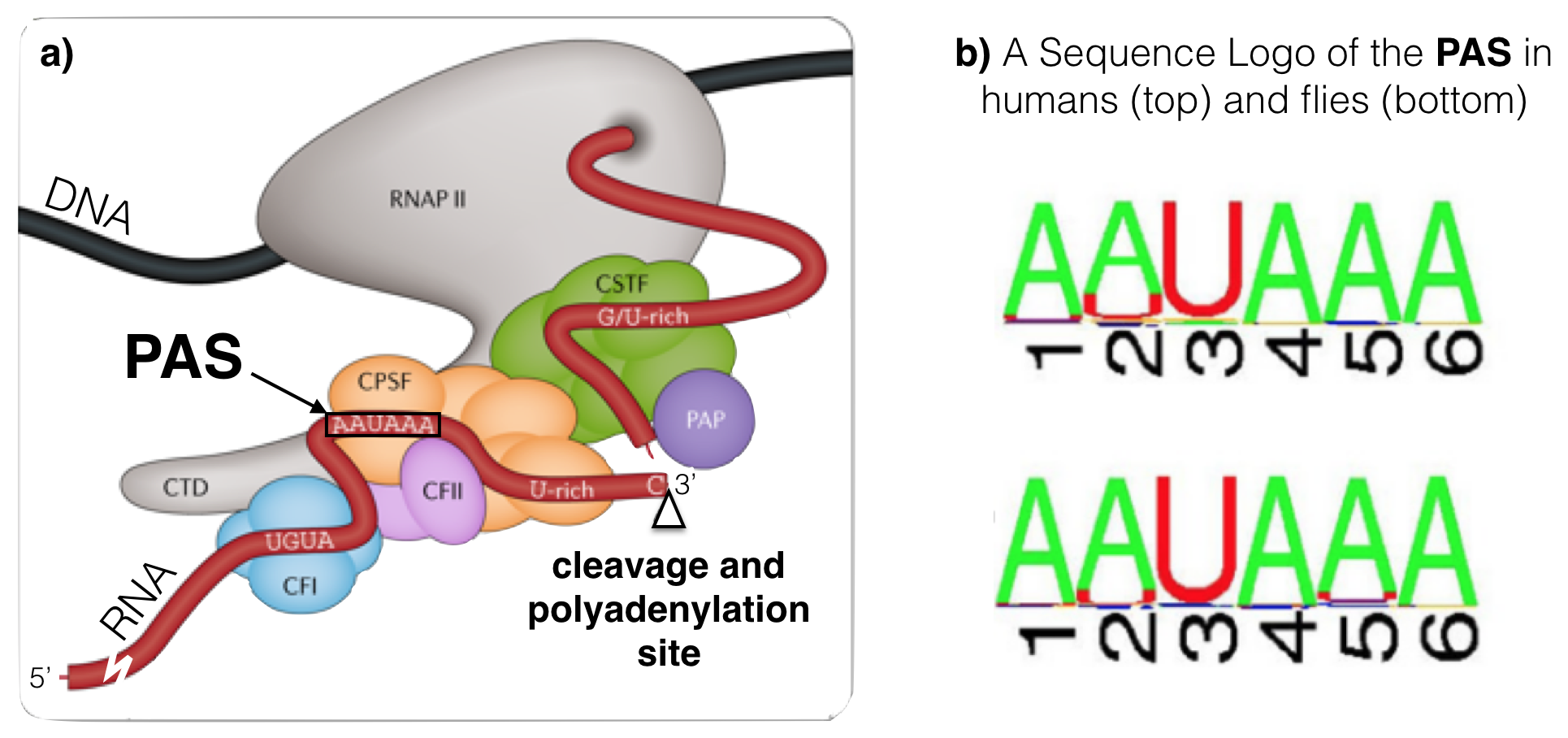 a) A schematic of an RNA (in red) just after cleavage but before polyadennylation. The 5' end of the RNA extends to the bottom left. An open triangle points to the site of cleavage. Notice that the PAS (AAUAAA) is upstream of the cleavage site. The G/U-rich region is downstream. CTD, CFI, CFII, CPSF, CSTF and PAP make up the cleavage and polyadenylation machinery. The **PAP** is the **P**oly **A** **P**olymerase, the enzyme that adds adenine ribonucleotides to the 3' end of the message. b) These sequence logos illustrate how conserved the PAS really is even between humans (top) and flies (bottom).