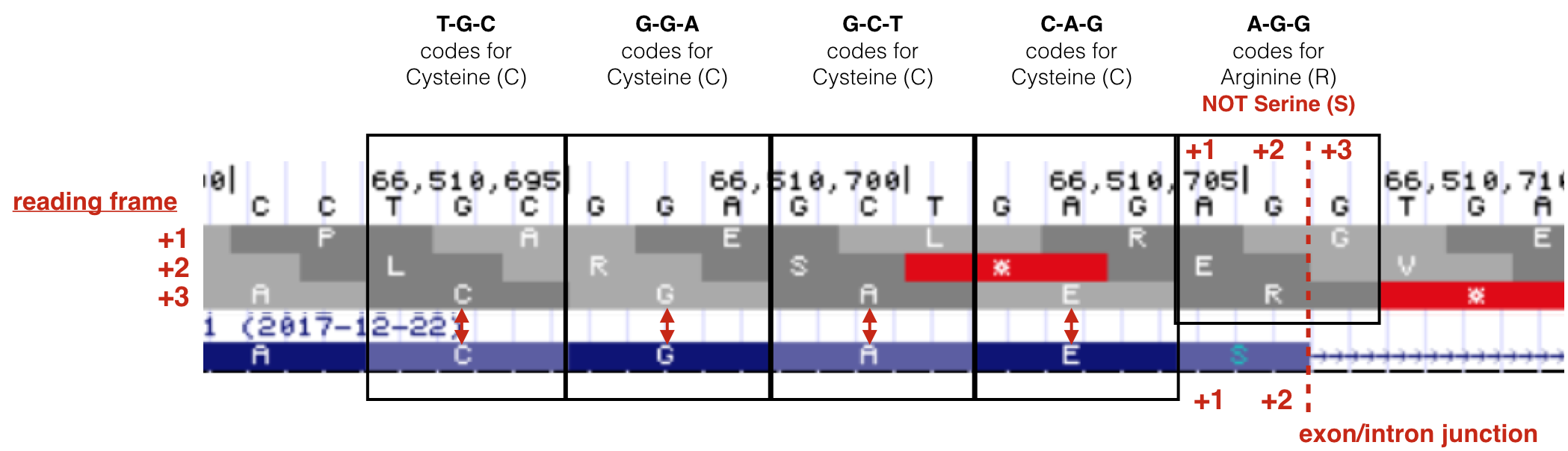 This is a close up view of the exon/intron junction of exon 1 for BBS1. Notice there is an S (serine) in the BBS1 polypeptide at the end of exon 1 while there is an R in the +3 reading frame! The descrepcancy is due to the fact that the last nucleotide of the codon that codes for R is in the intron which will be spliced out. The real last nucleotide of this codon is at the beginning of exon 2!
