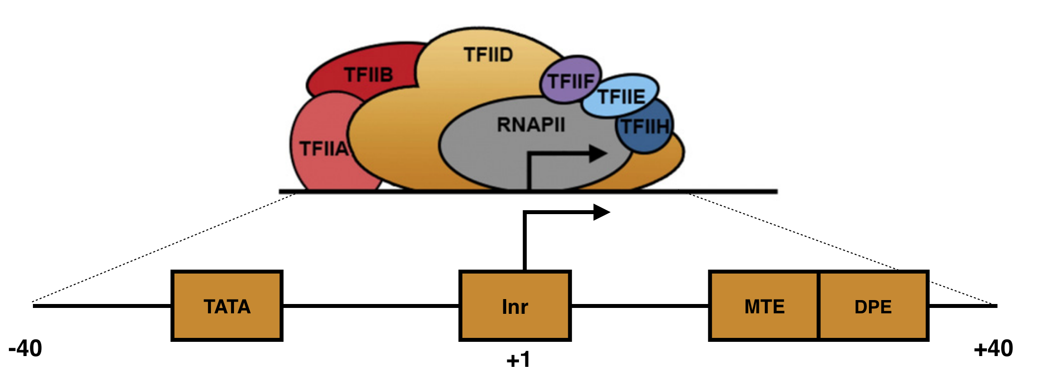 A schematic of a focused core promoter and the GTFs/RNA polymerase II that bind to it. The horizontal line is the genomic DNA. **TATA**, **Inr**, **MTE** and **DPE** are DNA sequence motifs positioned along the core promoter as shown. The **Inr** spans the TSS (+1) while the **TATA-box** is upstream and the **MTE** and **DPE** motifs are downstream. Image from Danino et al. 2015.