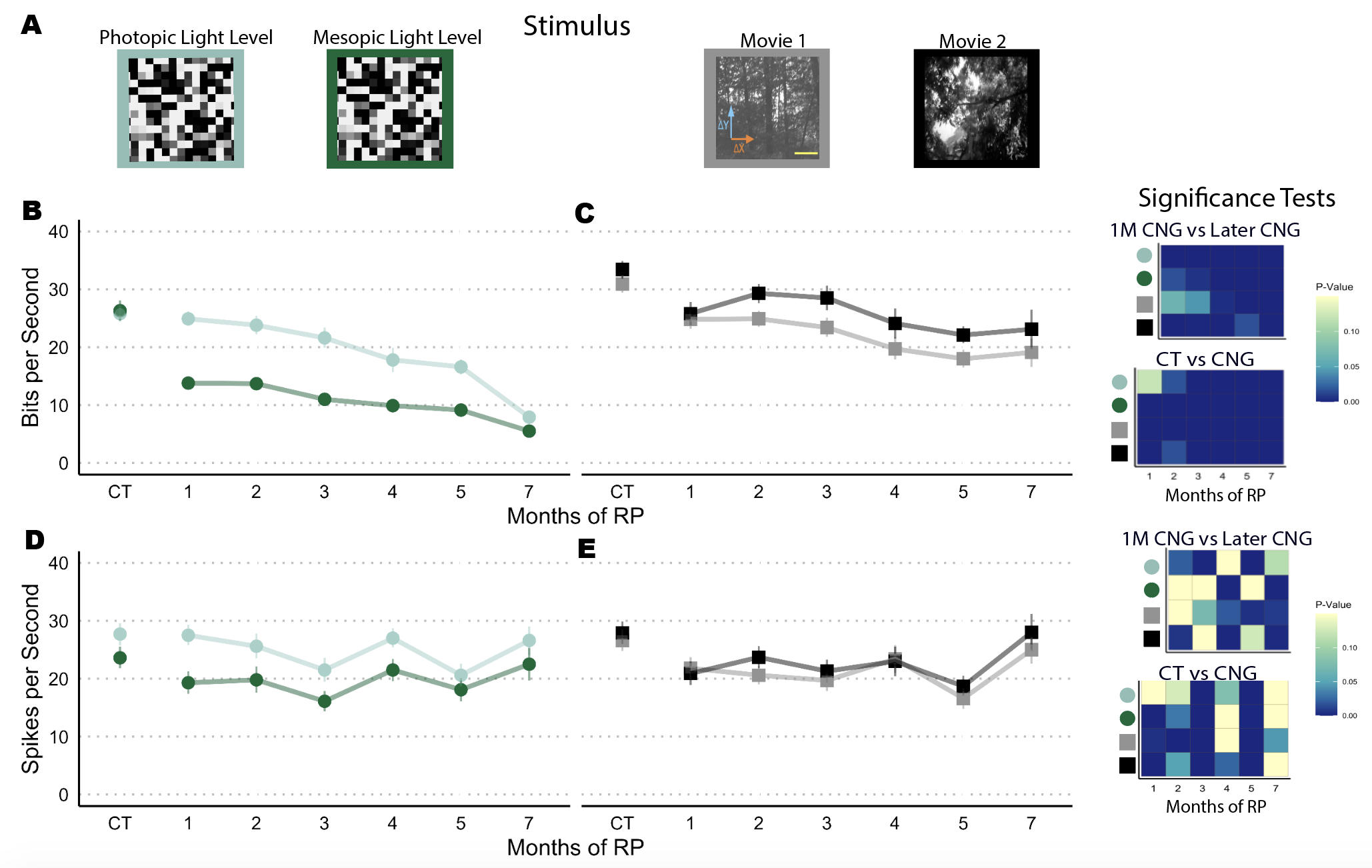 (A) Images of 4 unique stimuli we recorded responses from. Outline color indicate the dat plotted below.(B-C) Mean and 95 percentile confidence interval of the information rates in subsampled cells (>90th percentile MI), N = 3 recordings in each group. Heat maps indicate significance tests from two-way Kilmogrov-Smirnov distribution test. (D-E) Spike rates from subsampled cells (>90th percentile MI). Adjacent heatmaps illustrate results from two-way K-S tests.