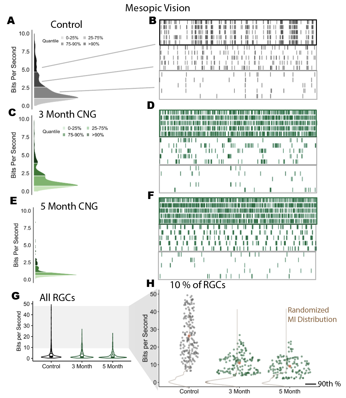(A)Information rate distribution from cells sampled from one retina (N = ). (B)Spike times of 5 repeated trials of a b/w checkerboard stimulus at mesopic vision. Cells come from separate percentiles of the MI distribution (C-F) CNG distributions and spike trains. (3 Month and 5 Month groups have N = , N = , respectively) (G)Information rate distributions from multiple recordings. Each group contains data from three biological replicates. (H) Information rate of cells at or above the 90th percentile in each recording. Brown contours indicate information rate distributions after randomly shifting every trial.