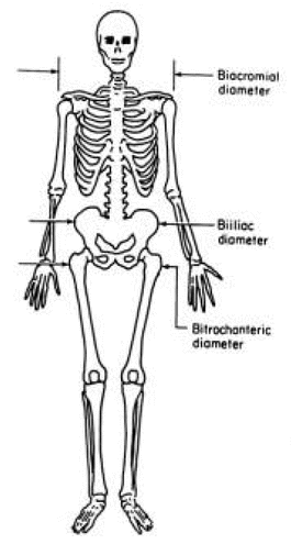Biacromial, Biiliac, and Bitrochanteric Diameters