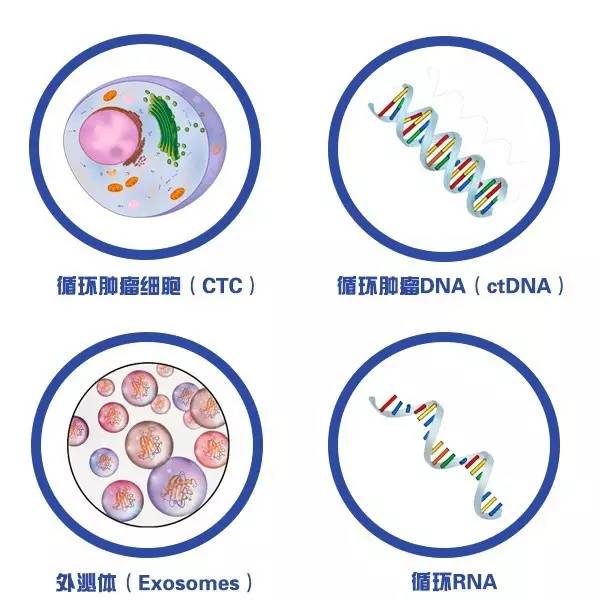 液体活检的对象,包括CTC,ctDNA,外泌体和循环RNA。