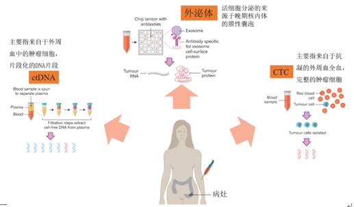 液体活检三大检测对象,ctDNA是目前临床运用最多的。